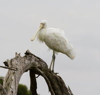 Melbourne Birding Tours - Accommodation Brunswick Heads