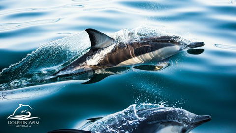 Dolphin Swim Australia - Accommodation Brunswick Heads 1