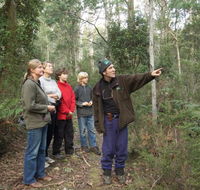 Great Western Tiers Forest Walks Tasmania - Accommodation Brunswick Heads