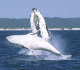 Reel Time Charters Yamba - Accommodation Brunswick Heads 3