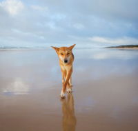 Fraser Island Adventure Tours - Accommodation Brunswick Heads