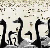 Tin Shed Art Gallery - Accommodation Brunswick Heads