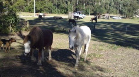 AAA Horse Riding & More - Accommodation Brunswick Heads 2