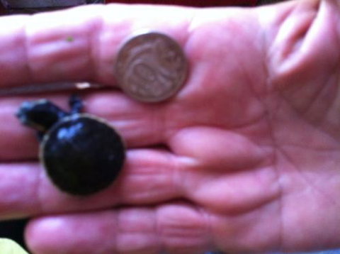 Hurley’s Aquariums - Accommodation Brunswick Heads 0