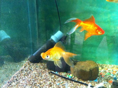 Hurley’s Aquariums - Accommodation Brunswick Heads 2