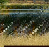 Canberra - The National Capital  Full Day Private Tour  Departs from Sydney - Accommodation Brunswick Heads