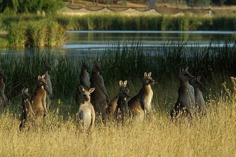 Canberra - The National Capital | Full Day Private Tour | Departs From Sydney - Accommodation Brunswick Heads 0