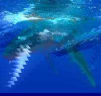 Dunsborough Whale Watching Eco Tour - Accommodation Brunswick Heads