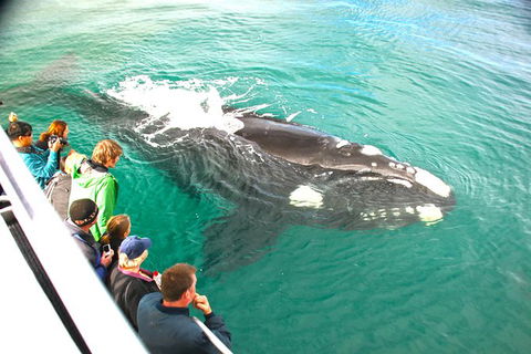 Dunsborough Whale Watching Eco Tour - Accommodation Brunswick Heads 3