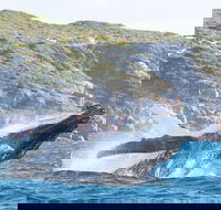 Jet Boat Whale Watching Safari from Dunsborough - Accommodation Brunswick Heads