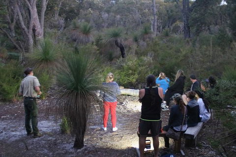 Nocturnal Wildlife Tour From Busselton Or Dunsborough - Accommodation Brunswick Heads 5