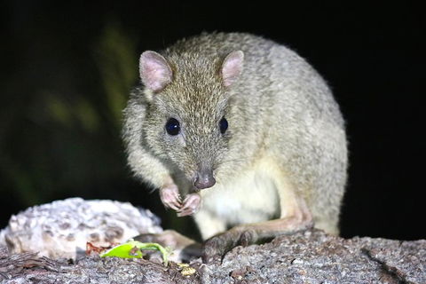 Nocturnal Wildlife Tour From Busselton Or Dunsborough - Accommodation Brunswick Heads 2