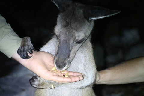 Nocturnal Wildlife Tour From Busselton Or Dunsborough - Accommodation Brunswick Heads 3