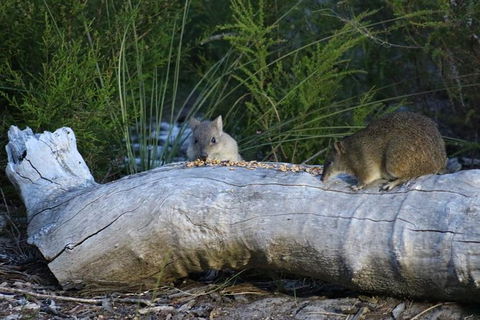 Nocturnal Wildlife Tour From Busselton Or Dunsborough - Accommodation Brunswick Heads 8