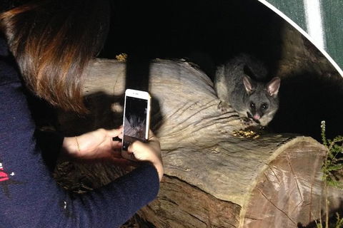 Nocturnal Wildlife Tour From Busselton Or Dunsborough - Accommodation Brunswick Heads 4