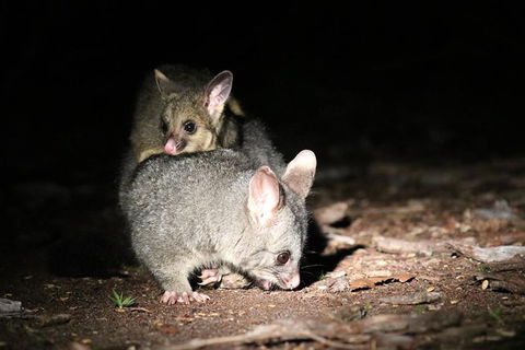 Nocturnal Wildlife Tour From Busselton Or Dunsborough - Accommodation Brunswick Heads 7