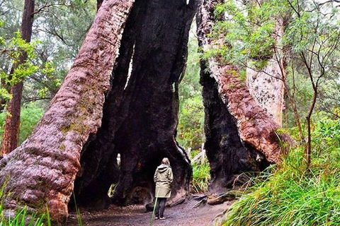 Albany Southwest Wilderness Day Tour - Fly From Perth - Accommodation Brunswick Heads 7