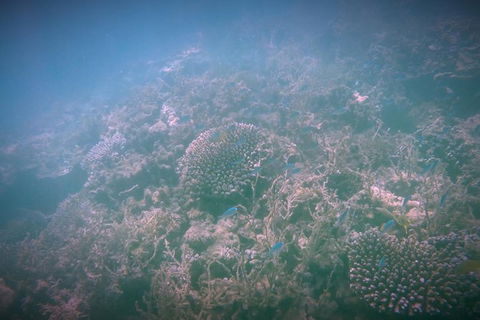 Guided Jet Ski And Snorkel Tour Of Champion Bay - Accommodation Brunswick Heads 1
