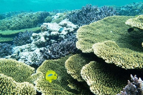 Abrolhos Islands Scenic Flight & Snorkel Adventure From Perth - Accommodation Brunswick Heads 3
