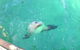 Abrolhos Islands Scenic Flight & Snorkel Adventure From Perth - thumb 4