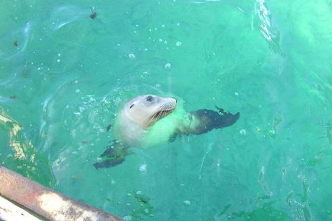 Abrolhos Islands Scenic Flight & Snorkel Adventure From Perth - Accommodation Brunswick Heads 4