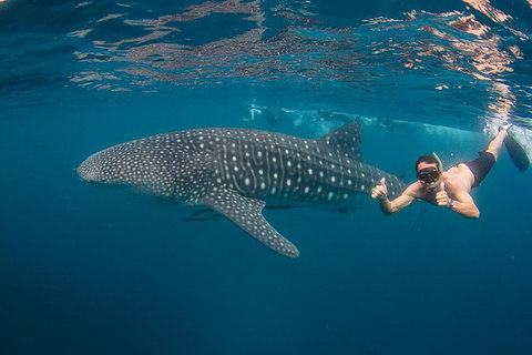 Ningaloo Reef Whale Shark Snorkeling Adventure Apr-July - Accommodation Brunswick Heads 0