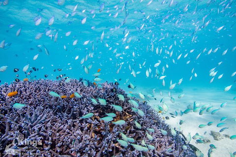 Ningaloo Reef Whale Shark Snorkeling Adventure Apr-July - Accommodation Brunswick Heads 6