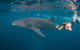 Ningaloo Reef Whale Shark Snorkeling Adventure Apr-July - thumb 2