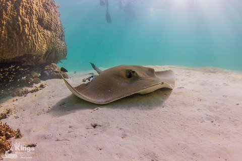 Ningaloo Reef Whale Shark Snorkeling Adventure Apr-July - Accommodation Brunswick Heads 12