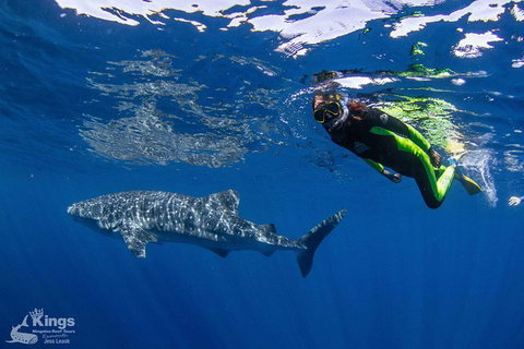 Ningaloo Reef Whale Shark Snorkeling Adventure Apr-July - Accommodation Brunswick Heads 10