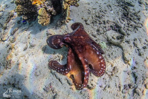 Ningaloo Reef Whale Shark Snorkeling Adventure Apr-July - Accommodation Brunswick Heads 11