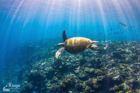 Ningaloo Reef Whale Shark Snorkeling Adventure Apr-July - Accommodation Brunswick Heads 3