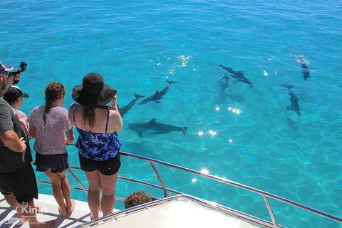 Ningaloo Reef Whale Shark Snorkeling Adventure Apr-July - Accommodation Brunswick Heads 4