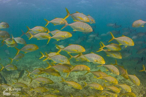 Ningaloo Reef Whale Shark Snorkeling Adventure Apr-July - Accommodation Brunswick Heads 5