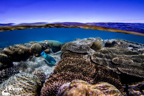 Ningaloo Reef Whale Shark Snorkeling Adventure Apr-July - Accommodation Brunswick Heads 8