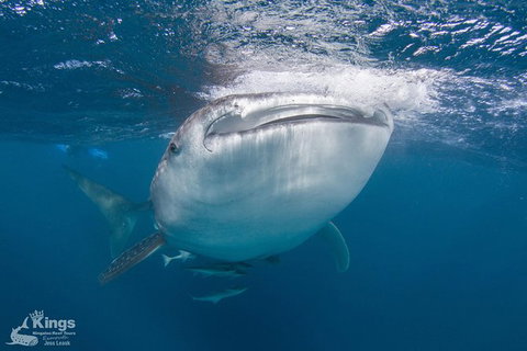 Ningaloo Reef Whale Shark Snorkeling Adventure Apr-July - Accommodation Brunswick Heads 9