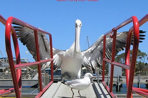 Kalgan Queen Scenic Cruises A Four Hour Sheltered Water Wildlife Tour Daily Fun. - Accommodation Brunswick Heads 1