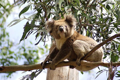 Great Ocean Road Small-Group Ecotour From Melbourne - Accommodation Brunswick Heads 35