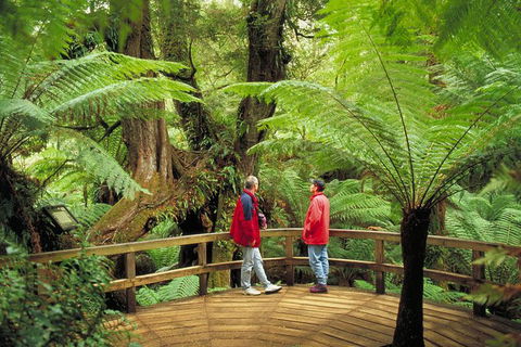 Great Ocean Road Small-Group Ecotour From Melbourne - Accommodation Brunswick Heads 28