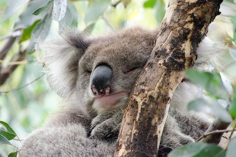 Great Ocean Road Reverse Itinerary And Phillip Island 2 Day Wildlife Encounter - Accommodation Brunswick Heads 0
