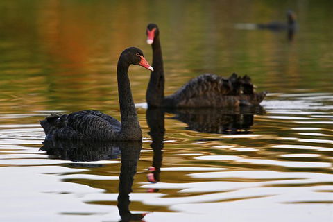 Great Ocean Road Reverse Itinerary And Phillip Island 2 Day Wildlife Encounter - Accommodation Brunswick Heads 7
