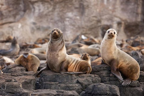 Great Ocean Road Reverse Itinerary And Phillip Island 2 Day Wildlife Encounter - Accommodation Brunswick Heads 10
