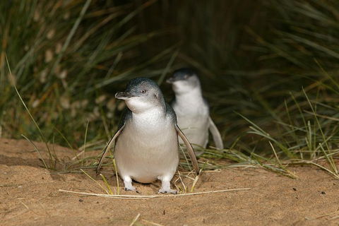 Great Ocean Road Reverse Itinerary And Phillip Island 2 Day Wildlife Encounter - Accommodation Brunswick Heads 16