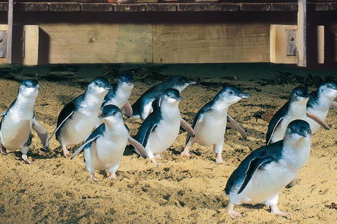 Half Day Phillip Island Penguin Parade PLUS Tour - Accommodation Brunswick Heads 0