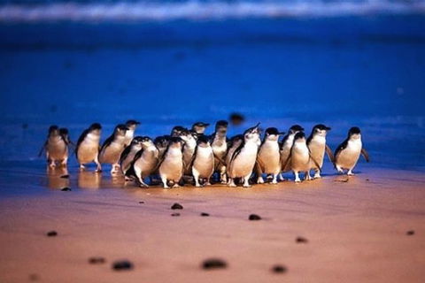 Half Day Phillip Island Penguin Parade PLUS Tour - Accommodation Brunswick Heads 1