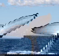 Phillip Island Whale Watching Tour - Accommodation Brunswick Heads