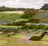 Montalto Vineyard Mornington Peninsula Discovery Wine Tasting and Lunch - Accommodation Brunswick Heads