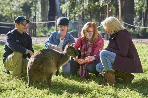 Australian Wildlife Experience At Healesville Sanctuary - Accommodation Brunswick Heads 0