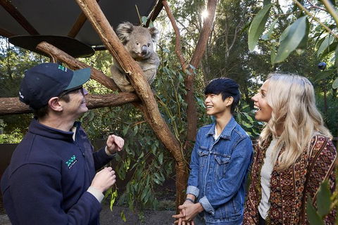 Australian Wildlife Experience At Healesville Sanctuary - Accommodation Brunswick Heads 1