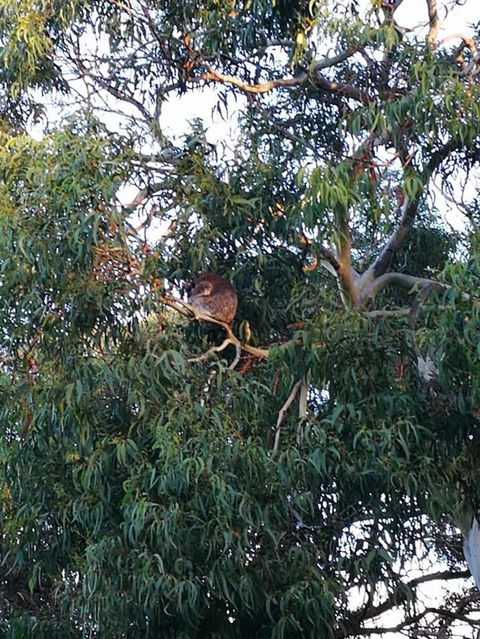 Great Ocean Road Reverse Itinerary With 12 Apostles And Lunch From Melbourne - Accommodation Brunswick Heads 18
